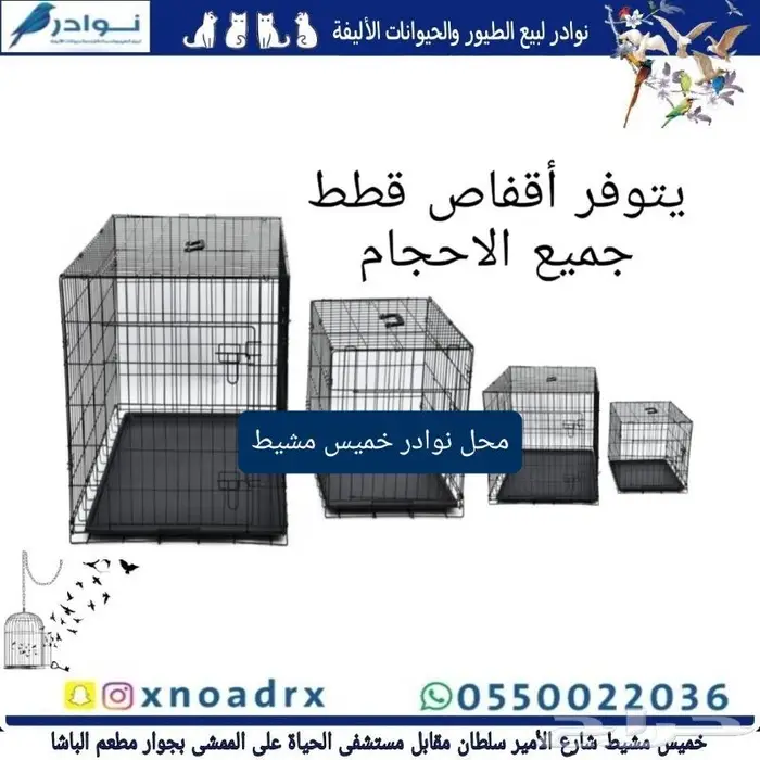 طيور زينة ومستلزماتها محل نوادر خميس مشيط 52