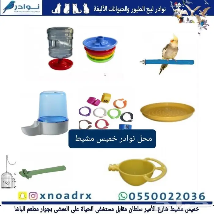 طيور زينة ومستلزماتها محل نوادر خميس مشيط 44