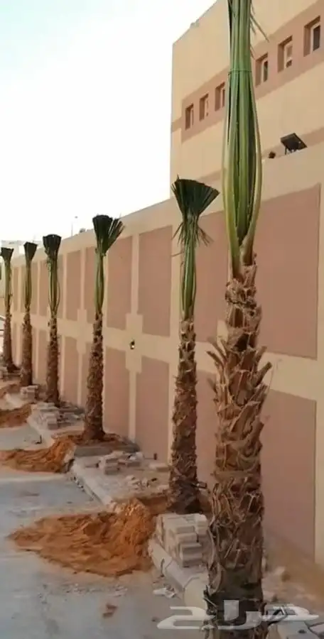 ثيل cl2000 الخرج نخل وشنطونيه 64