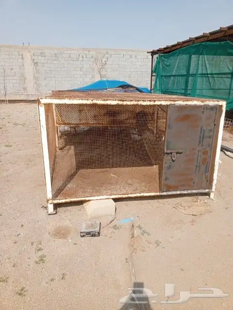 البيع صندقه دجاج وقفصان تحميل 1