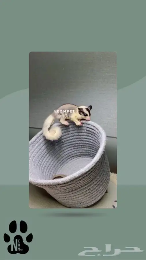 سنجاب اليف شوقر قلايدر ذكر انثى السنجاب الطائر الطاير ابيض 2