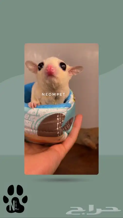 سنجاب اليف شوقر قلايدر ذكر انثى السنجاب الطائر الطاير ابيض 6