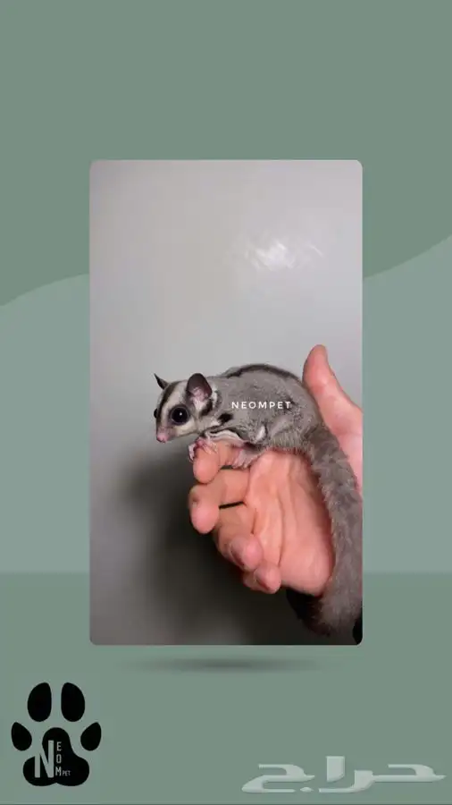 سنجاب اليف شوقر قلايدر ذكر انثى السنجاب الطائر الطاير ابيض 3