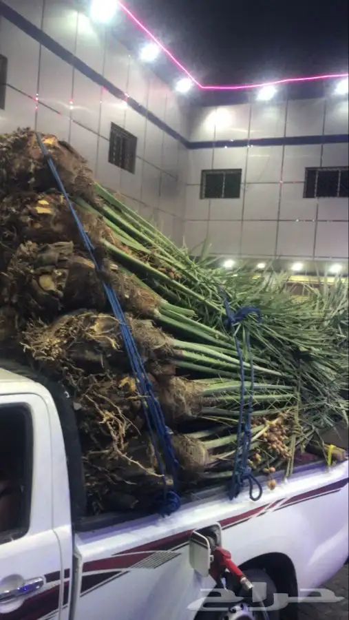 نخل مثمرطالع من القصيم اتجاه الطايف الجنوب الباحه الخميس 1