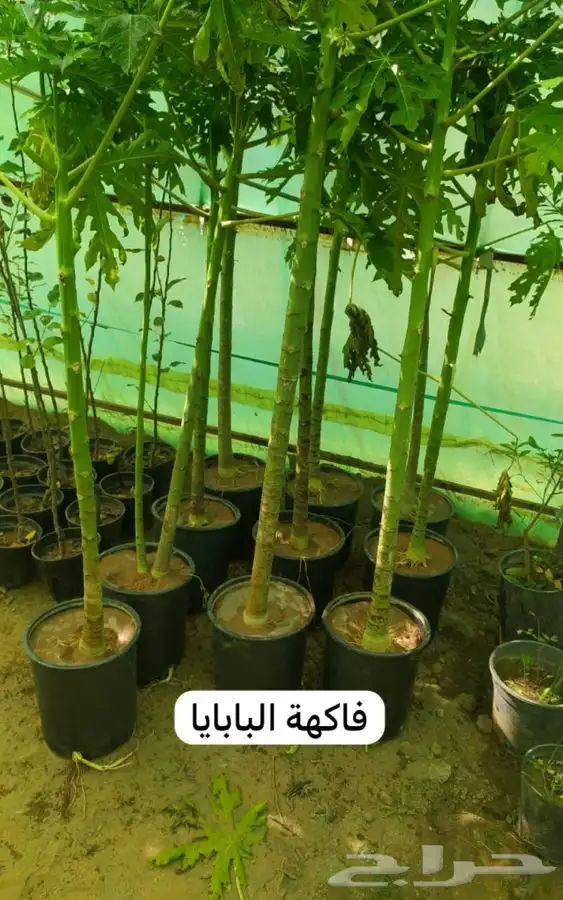 شتل فواكه مثمره 1