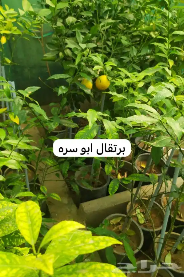 شتل فواكه مثمره 3