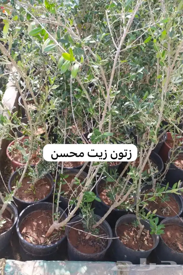 شتل فواكه مثمره 4