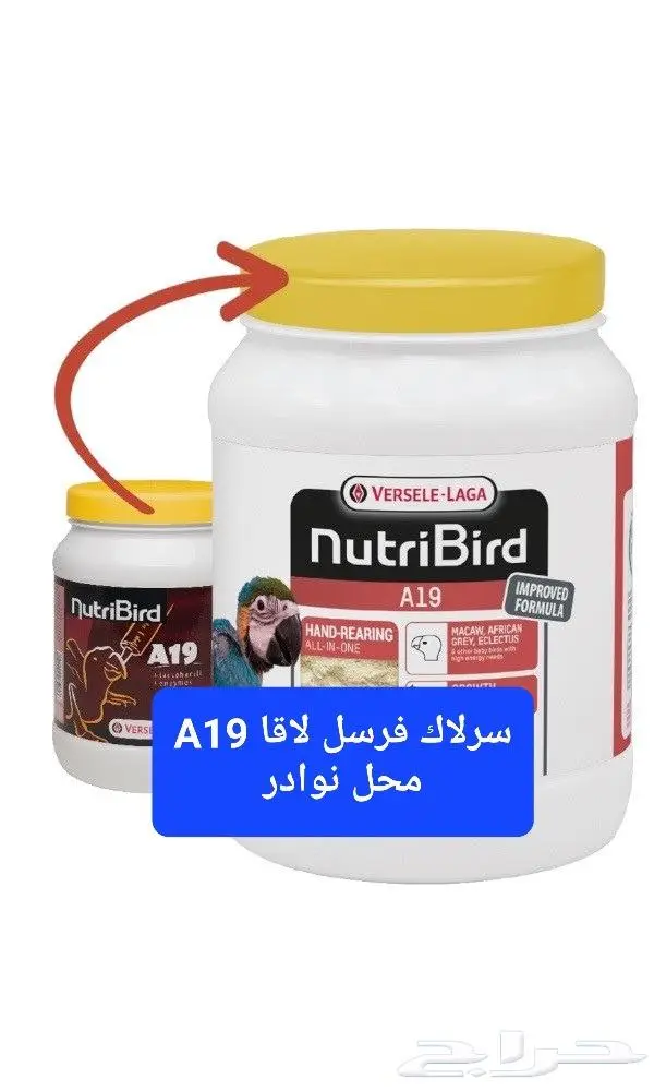 سرلاك طيور ملعقة غر لي غر محل نوادر 9