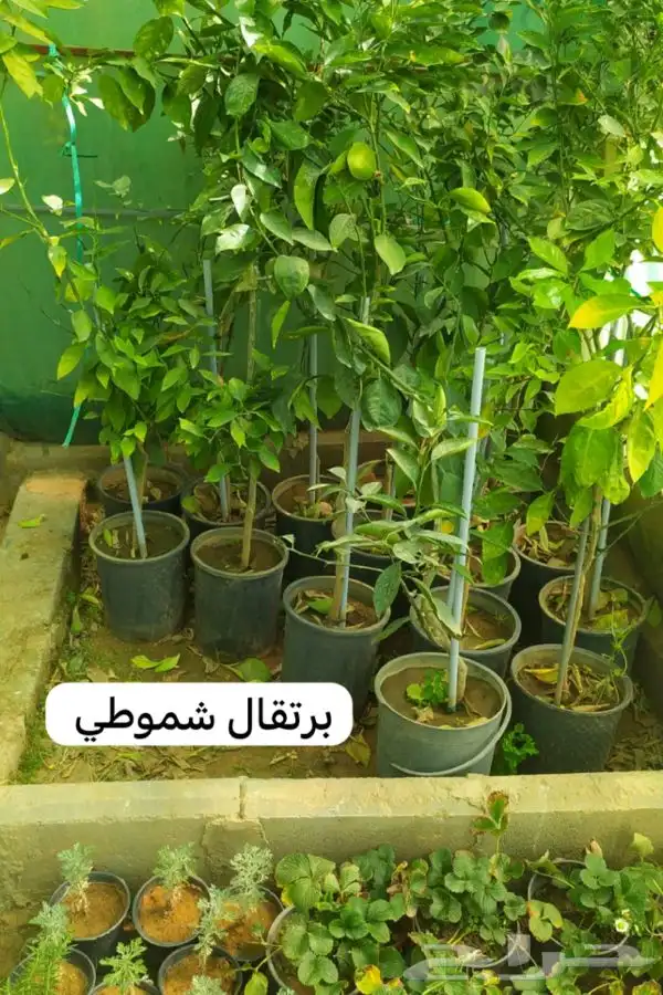 شتل فواكه مثمره 5