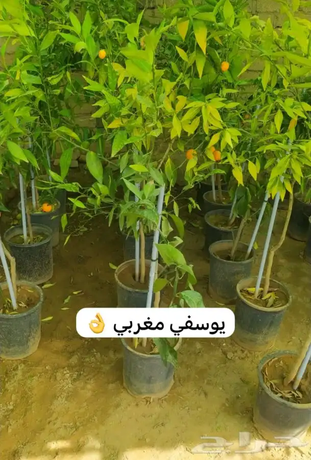 شتل فواكه مثمره 2