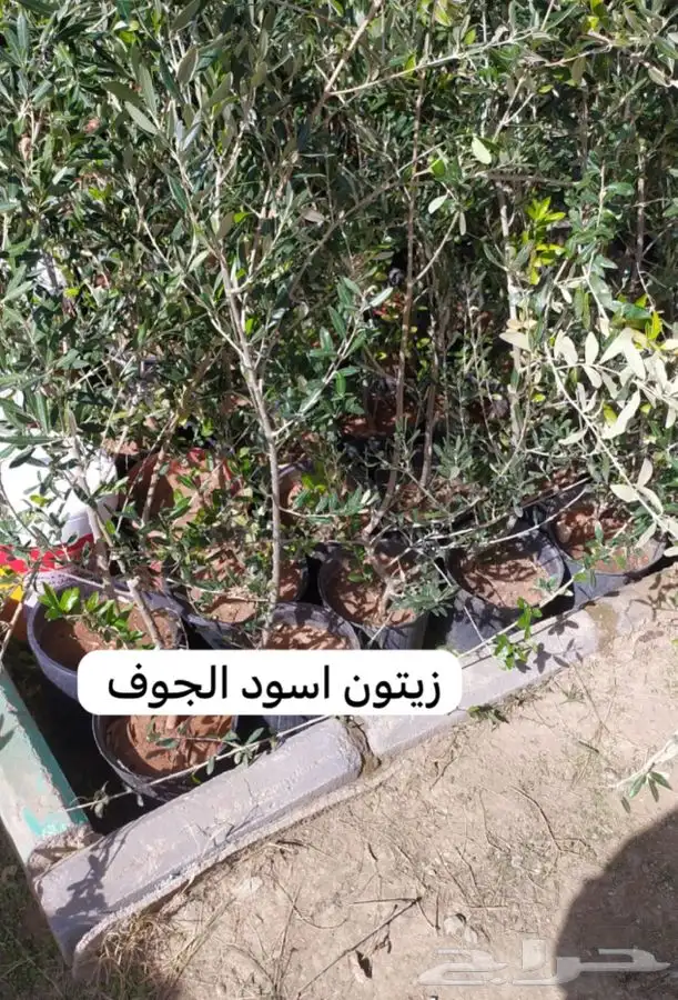 شتل فواكه مثمره 8