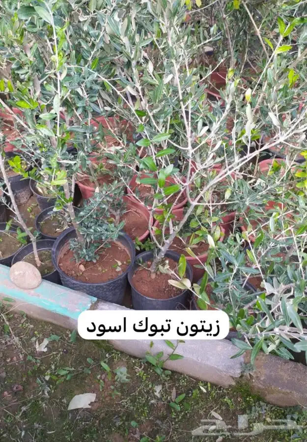 شتل فواكه مثمره 7