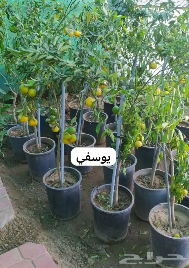 شتل فواكه مثمره 0