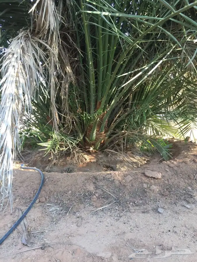 نخل مثمرطالع من القصيم اتجاه الطايف الجنوب الباحه الخميس 3