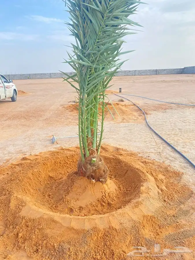 نخل مثمرطالع من القصيم اتجاه الطايف الجنوب الباحه الخميس 0
