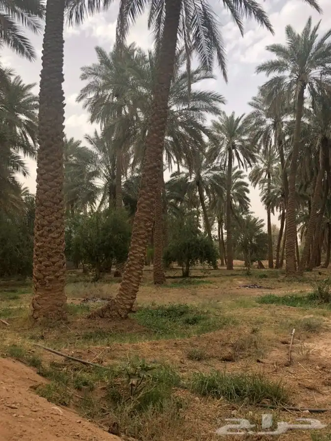 مزرعة للايجار اليومي في سدير 4