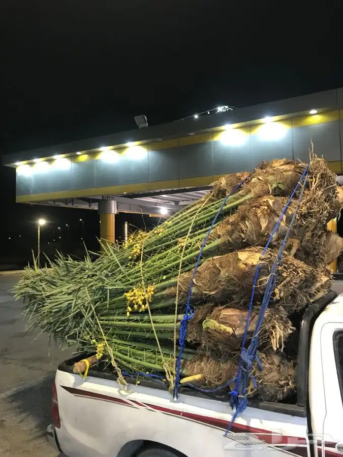 نخل مثمرطالع من القصيم اتجاه الطايف الجنوب الباحه الخميس 2