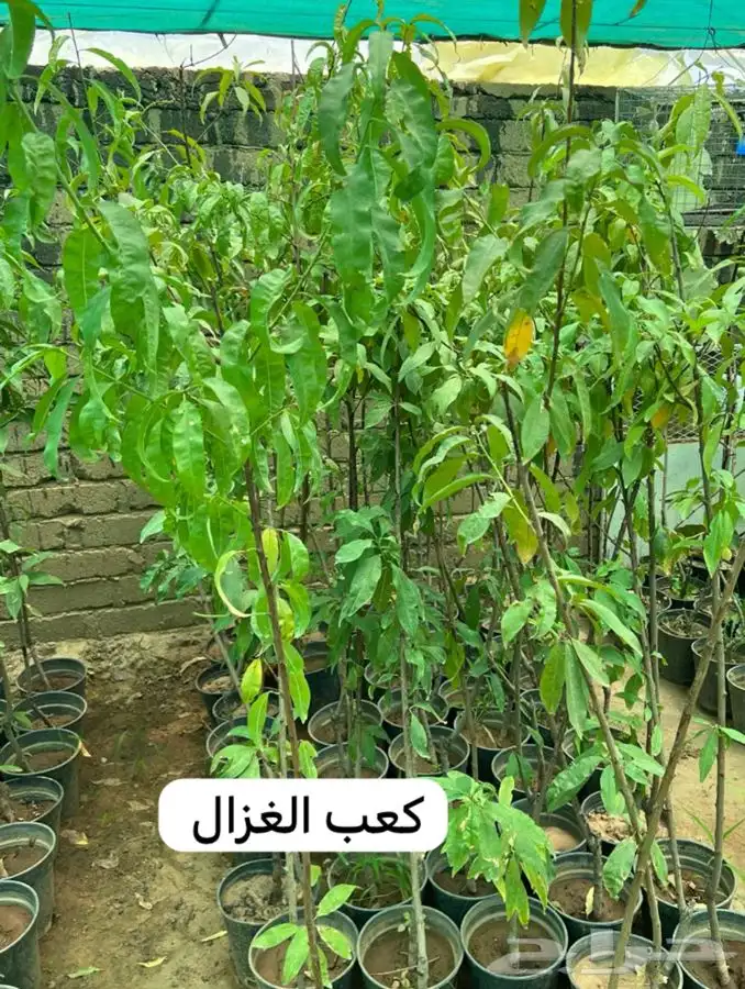 شتل فواكه مثمره 12