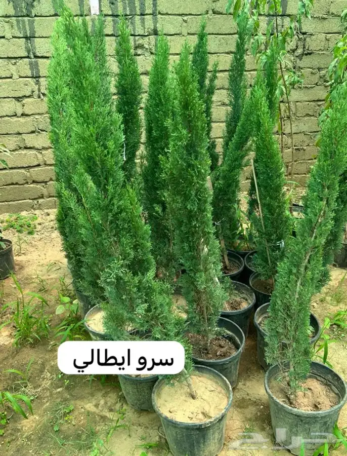 شتل فواكه مثمره 11