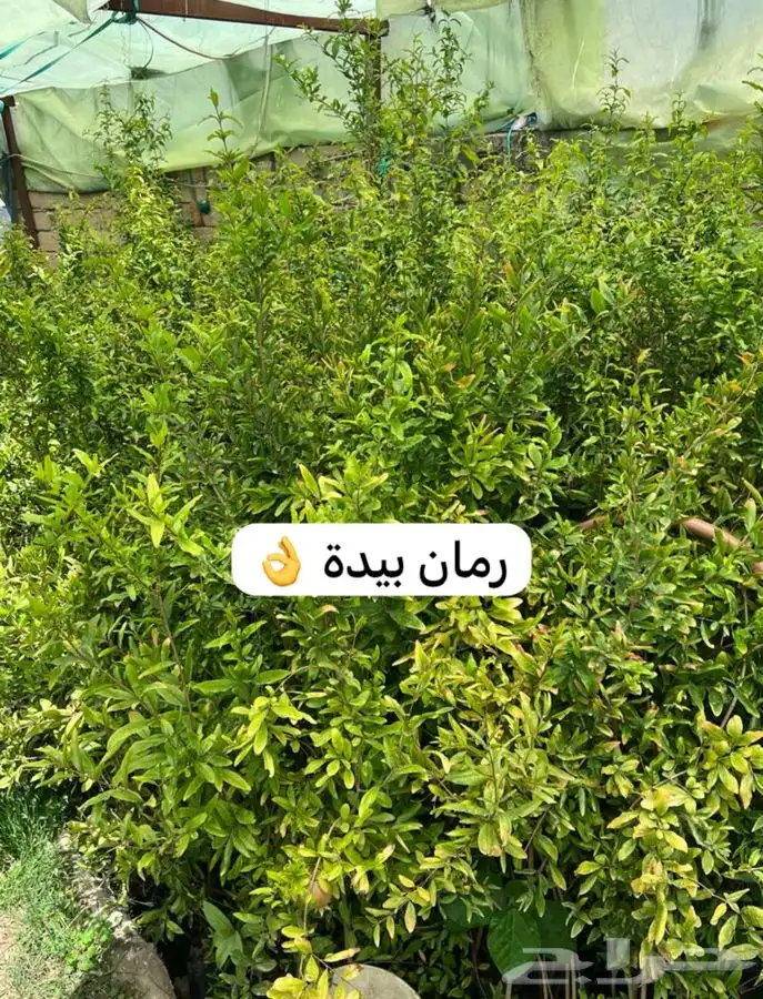 شتل فواكه مثمره 10