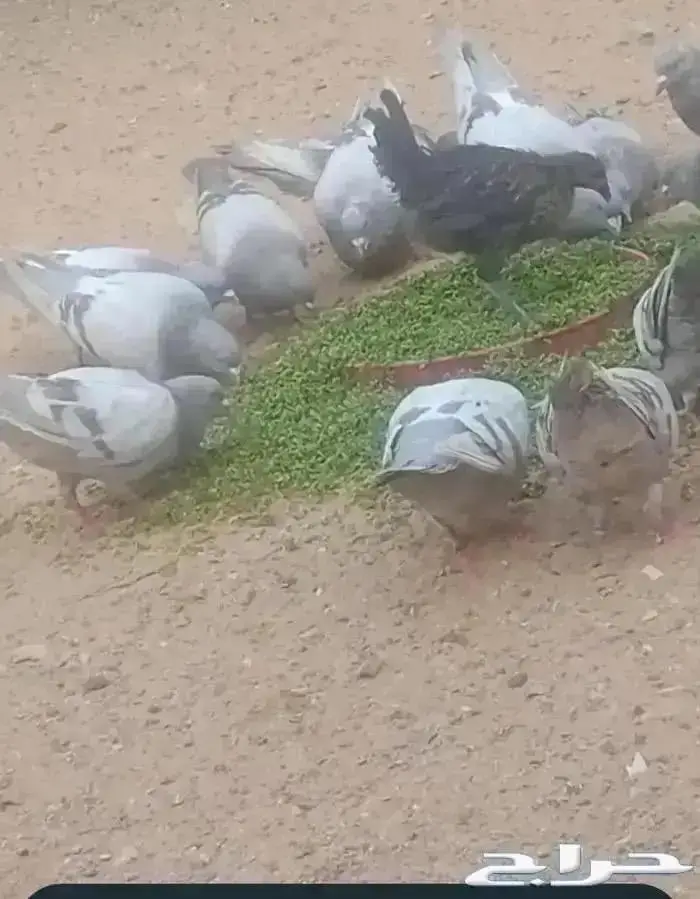 ازولا علف للحلال الطيور والأغنام شبه مجاني 2