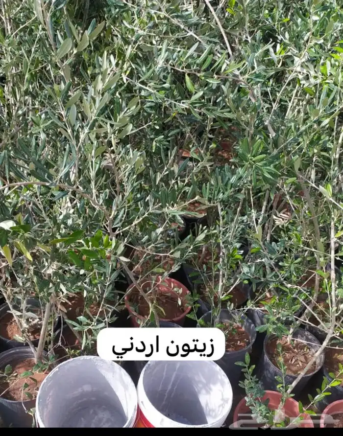 شتل فواكه مثمره 9