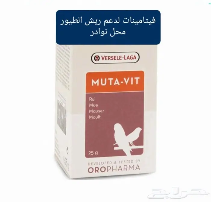 سرلاك طيور ملعقة غر لي غر محل نوادر 2