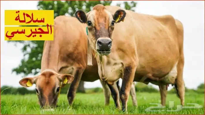 حراج ابقار لمن يريد الانضمام 0
