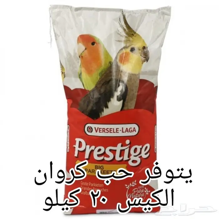 سرلاك طيور ملعقة غر لي غر محل نوادر 40