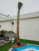 نخل للبيع مثمر وزينه 0