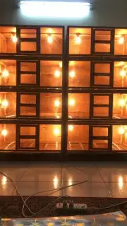 محاكر قفص تفصيل 35