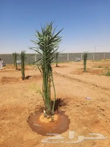 نخل للبيع مثمر وزينه 4