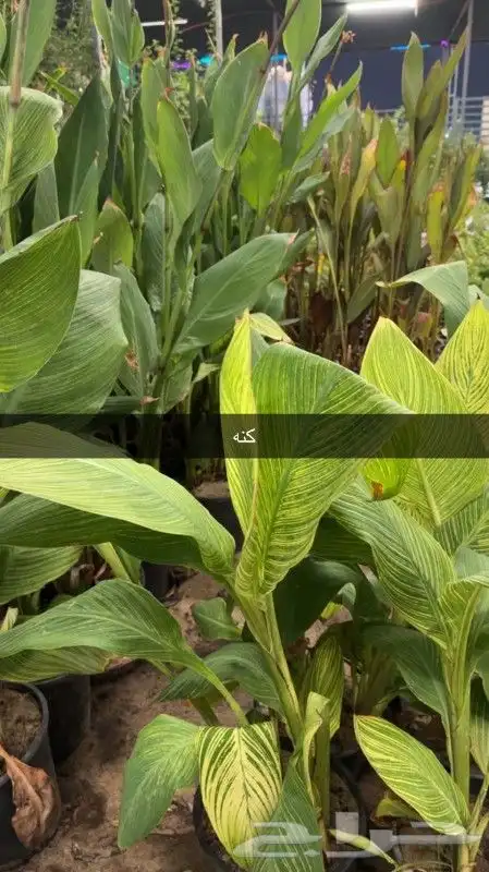 تنسيق الحدائق 28