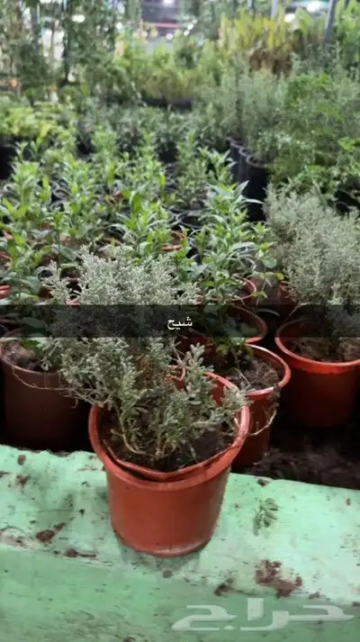تنسيق الحدائق 21