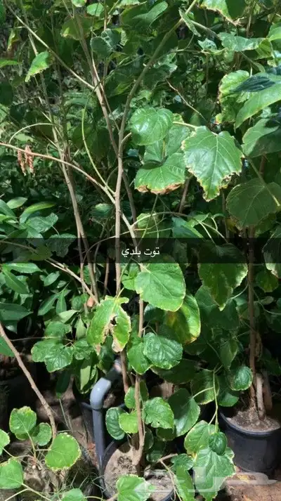 تنسيق الحدائق 24