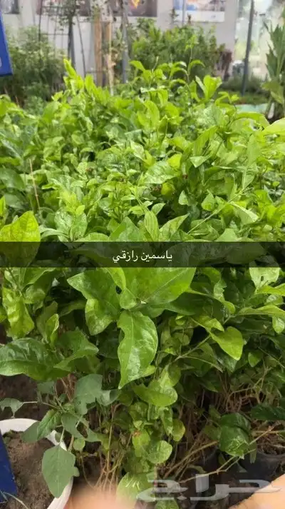تنسيق الحدائق 27