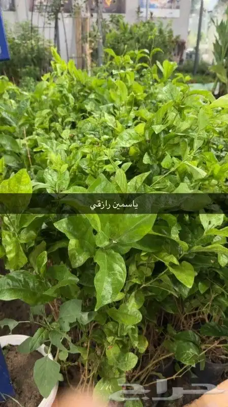 تنسيق الحدائق 27