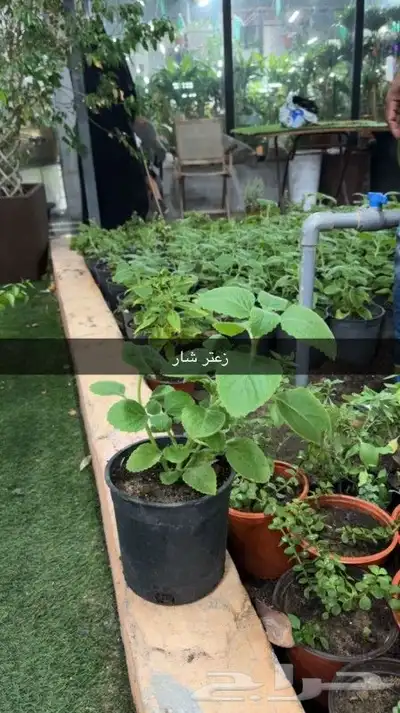 تنسيق الحدائق 26