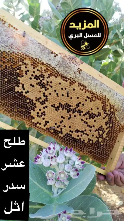 عسل بري ( طلح سدر عشر اثل بسباس ) انتاج مناحلنا 0