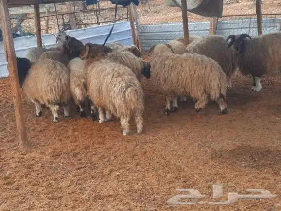 طباخ متنقل 16