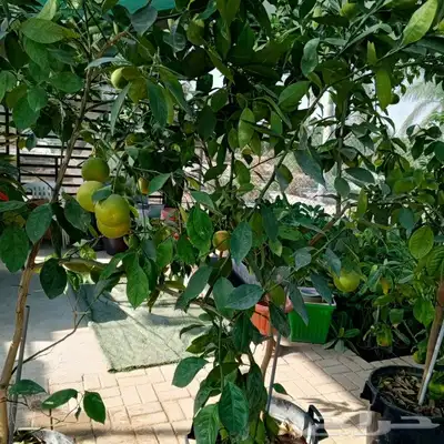 تنسيق الحدائق 30