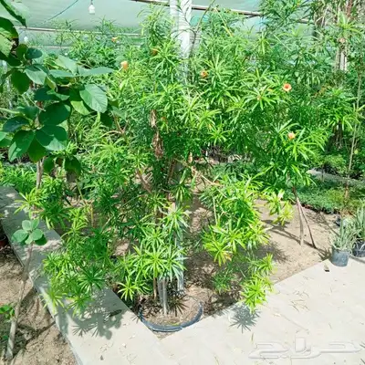 تنسيق الحدائق 25