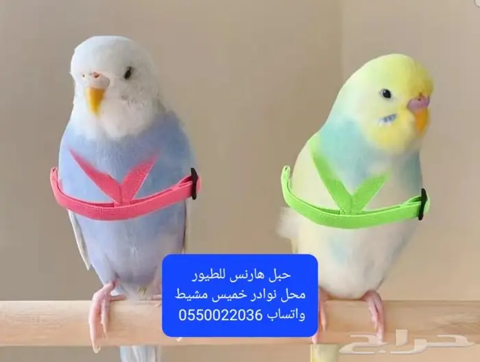 كروان روز فشر بادجي زيبرا دره محل نوادر 46