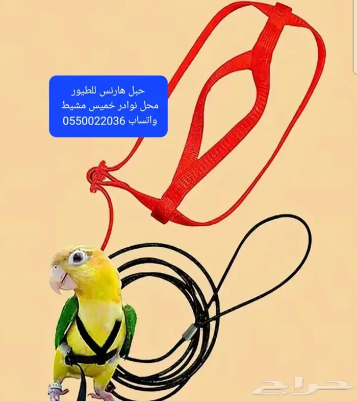 كروان روز فشر بادجي زيبرا دره محل نوادر 47