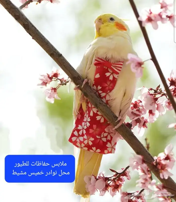 كروان روز فشر بادجي زيبرا دره محل نوادر 49