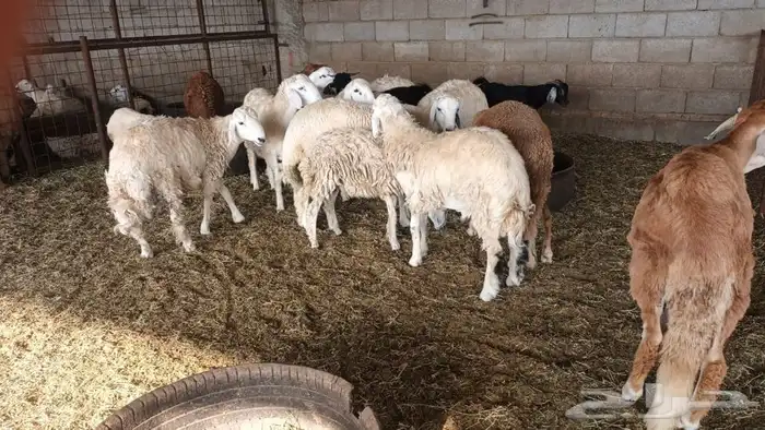 ذبيحتك لباب بيتك تيوس جنوبية وعوارض وطليان حري وسواكني مربي 23