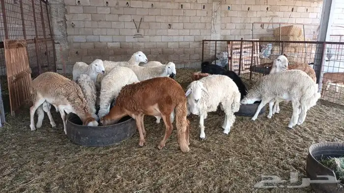 ذبيحتك لباب بيتك تيوس جنوبية وعوارض وطليان حري وسواكني مربي 30