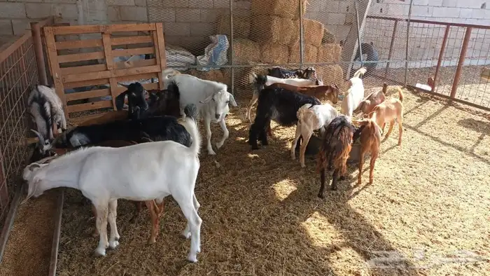 ذبيحتك لباب بيتك تيوس جنوبية وعوارض وطليان حري وسواكني مربي 1