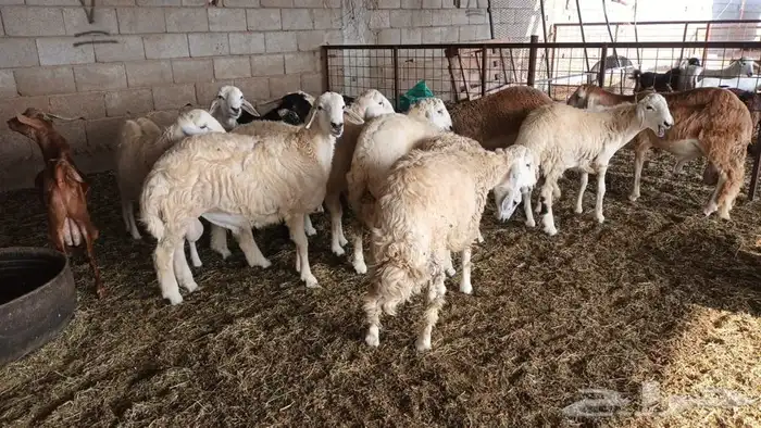 ذبيحتك لباب بيتك تيوس جنوبية وعوارض وطليان حري وسواكني مربي 24