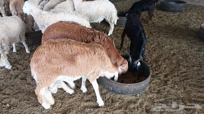 ذبيحتك لباب بيتك تيوس جنوبية وعوارض وطليان حري وسواكني مربي 35